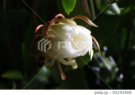 月下美人 93292666