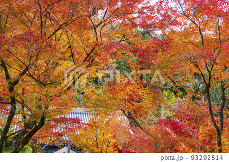 濃淡の鮮やかな紅葉 濃淡の鮮やかな紅葉 93292814