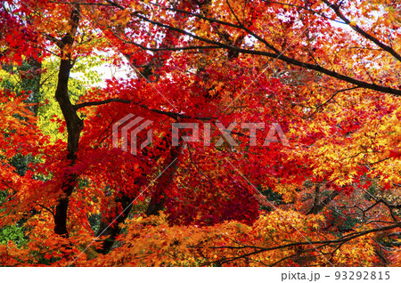 鮮やかな紅葉 93292815
