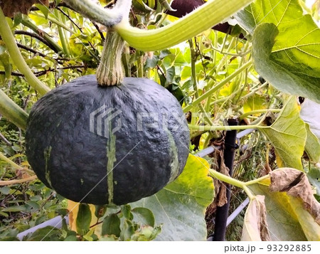 空中栽培している収穫直前のカボチャ 空中栽培している収穫直前のカボチャ 93292885