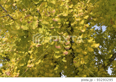 イチョウ 紅葉 イチョウ 紅葉 93293295