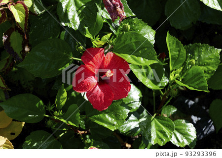 水滴のついたハイビスカス 水滴のついたハイビスカス 93293396
