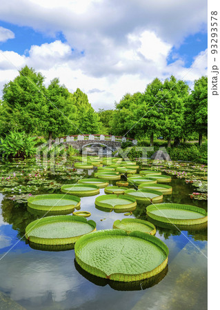 水生植物公園みずの森 滋賀県草津市 93293578