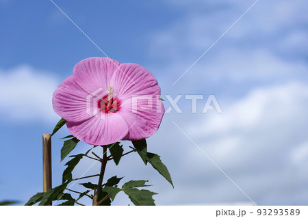 青空とハイビスカス 93293589