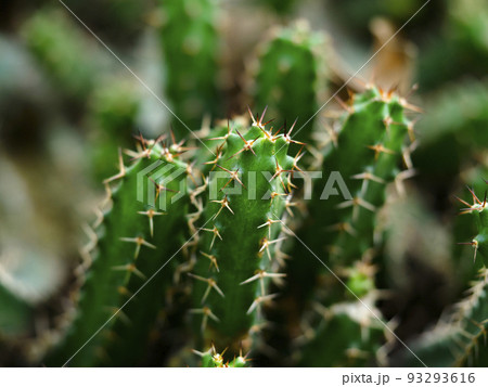 サボテン 93293616