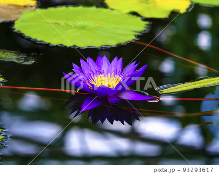 紫色の睡蓮 93293617