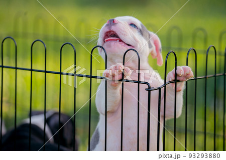White pitbull puppy in a cage. 93293880