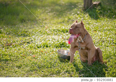 Brown pitbull puppy on the green field. 93293881