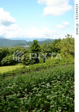 山並みと草原広場と蕎麦畑　【相模原市津久井　6月】 93294024