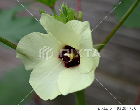 オクラの花 オクラの花 93294736