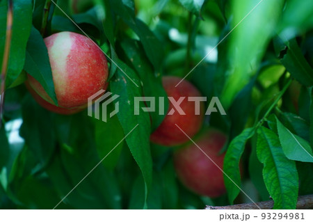 フルーツ 果物 果実 93294981