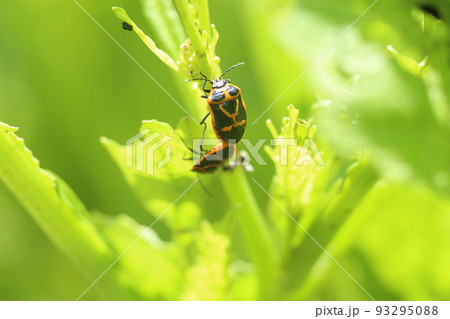 アブラナ科の野菜につく害虫、派手な黄色いカメムシの仲間、ナガメ アブラナ科の野菜につく害虫、派手な黄色いカメムシの仲間、ナガメ 93295088