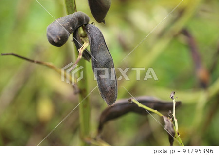 熟して、さやが黒くなったソラマメ 93295396