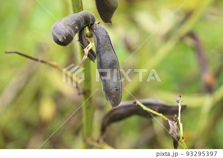 熟して、さやが黒くなったソラマメ 熟して、さやが黒くなったソラマメ 93295397