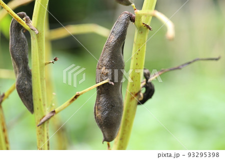 熟して、さやが黒くなったソラマメ 熟して、さやが黒くなったソラマメ 93295398