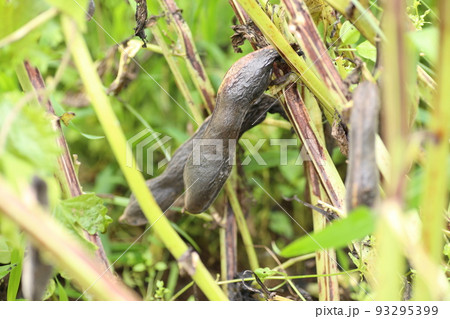 熟して、さやが黒くなったソラマメ 熟して、さやが黒くなったソラマメ 93295399