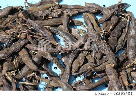 熟して、さやが黒くなったソラマメ 熟して、さやが黒くなったソラマメ 93295401