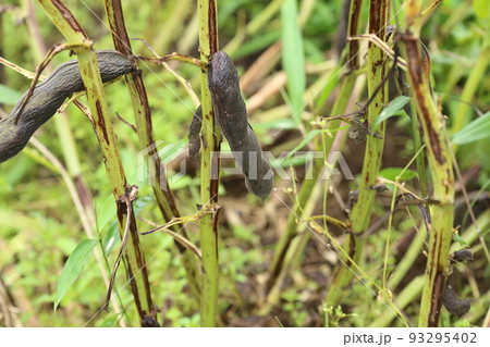 熟して、さやが黒くなったソラマメ 93295402