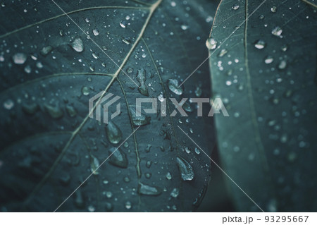 雨に濡れた葉っぱ 背景素材 93295667