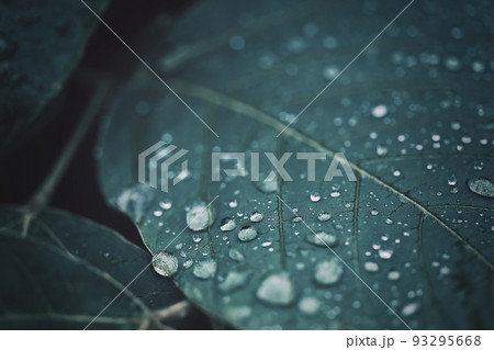 雨に濡れた葉っぱ 背景素材 雨に濡れた葉っぱ 背景素材 93295668