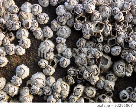 フジツボの群生 93295867