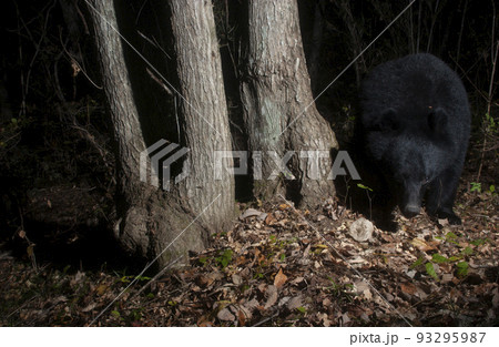 森の生きもの 静かに暮らすツキノワグマ 森の生きもの 静かに暮らすツキノワグマ 93295987