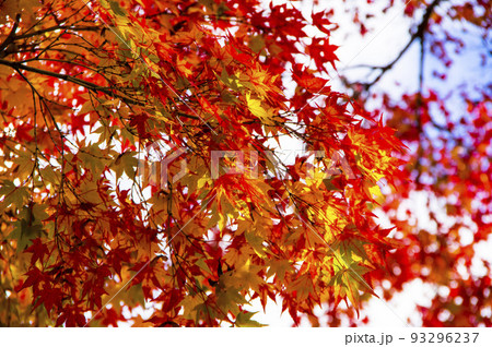 色づく紅葉の葉 色づく紅葉の葉 93296237