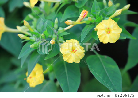 黄色に赤い模様が入った白粉花（オシロイバナ）　　 93296375