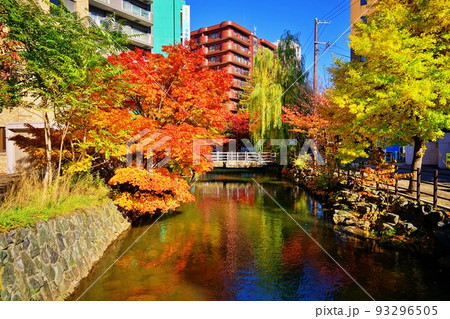 鴨々川の紅葉 (北海道札幌市中央区) 鴨々川の紅葉 (北海道札幌市中央区) 93296505