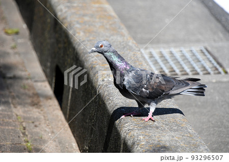 ドバト(土鳩) ドバト(土鳩) 93296507