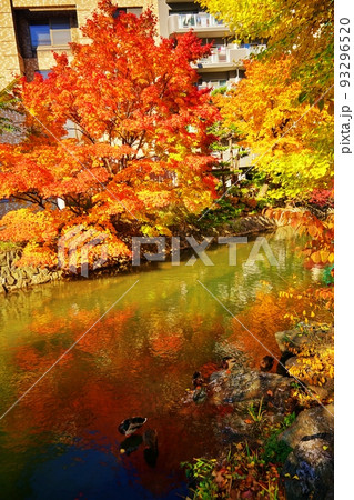 鴨々川の紅葉 (北海道札幌市中央区) 鴨々川の紅葉 (北海道札幌市中央区) 93296520
