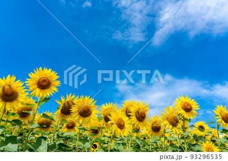 北海道 北竜町のひまわり畑 北海道 北竜町のひまわり畑 93296535