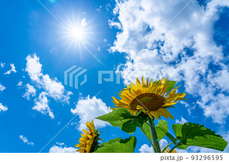 北海道　名寄市のひまわり畑 93296595