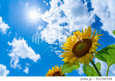 北海道　名寄市のひまわり畑 93296598