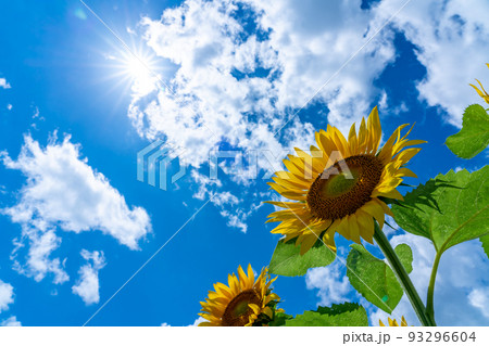 北海道　名寄市のひまわり畑 93296604