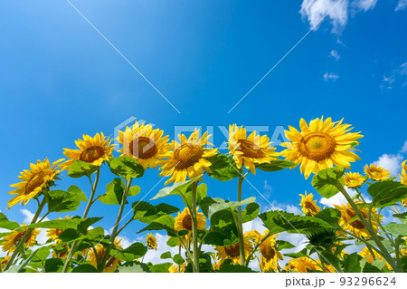 北海道　名寄市のひまわり畑 93296624