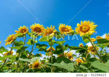 北海道 名寄市のひまわり畑 北海道 名寄市のひまわり畑 93296625