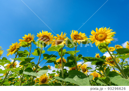 北海道　名寄市のひまわり畑 93296626