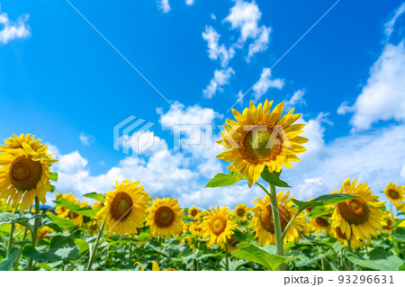 北海道　名寄市のひまわり畑 93296631