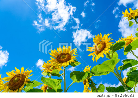 北海道　名寄市のひまわり畑 93296633