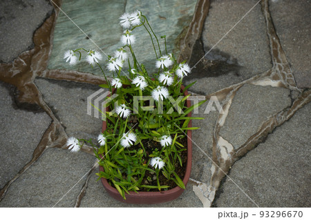 鉢植えのサギソウ 93296670