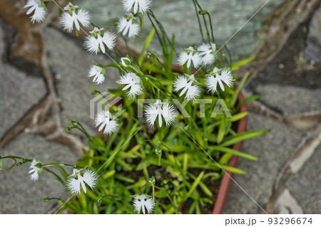 鉢植えのサギソウ 鉢植えのサギソウ 93296674