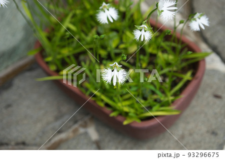 鉢植えのサギソウ 鉢植えのサギソウ 93296675