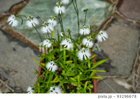 鉢植えのサギソウ 鉢植えのサギソウ 93296678