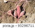 芋掘りで収穫したサツマイモ 93296711