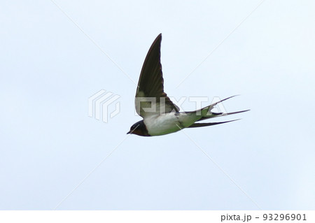 ツバメ　スワロー 93296901