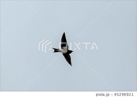 ツバメ　スワロー 93296921