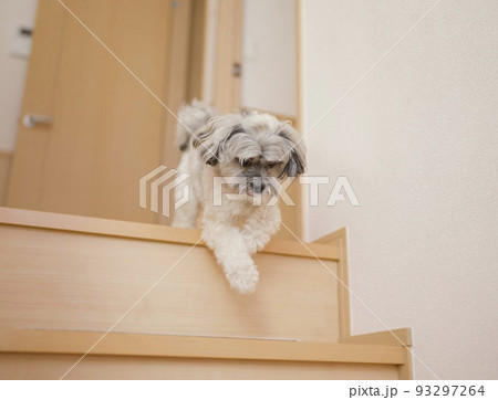 階段を降りようとする犬 階段を降りようとする犬 93297264