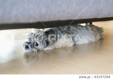 ソファーの下でくつろぐ可愛い犬 ソファーの下でくつろぐ可愛い犬 93297268