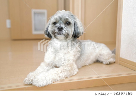 伏せをしてくつろぐ犬 伏せをしてくつろぐ犬 93297269